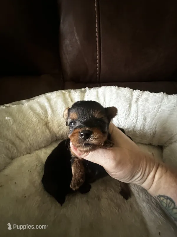 Bella 1  – Yorkshire Terrier puppy for sale in Orlando, FL