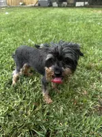 Jet yorkie, a female Yorkshire Terrier for sale in Orlando, FL – 2 of 10