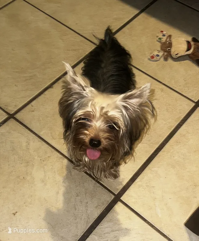 Teacup S – Yorkshire Terrier puppy for sale in Orlando, FL