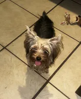 Teacup S, a female Yorkshire Terrier for sale in Orlando, FL – 1 of 10