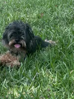 Yorkiepoo jet small, a female Yorkipoo and Poodle - Toy  for sale in Orlando, FL – 7 of 10