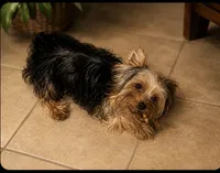 Teacup Cali, a female Yorkshire Terrier for sale in Orlando, FL – 2 of 7