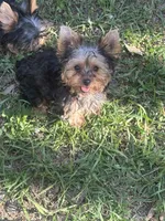Teeny teddy, a female Yorkshire Terrier for sale in Orlando, FL – 10 of 10