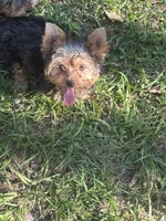 Teeny teddy, a female Yorkshire Terrier for sale in Orlando, FL – 3 of 10