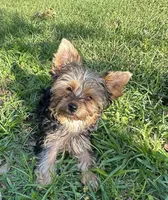Teeny teddy, a female Yorkshire Terrier for sale in Orlando, FL – 7 of 10