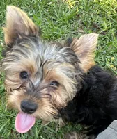 Teeny teddy, a female Yorkshire Terrier for sale in Orlando, FL – 9 of 10