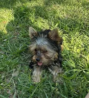 Teeny teddy, a female Yorkshire Terrier for sale in Orlando, FL – 6 of 10