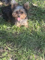 Teeny teddy, a female Yorkshire Terrier for sale in Orlando, FL – 4 of 10