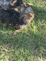 Teeny teddy, a female Yorkshire Terrier for sale in Orlando, FL – 2 of 10