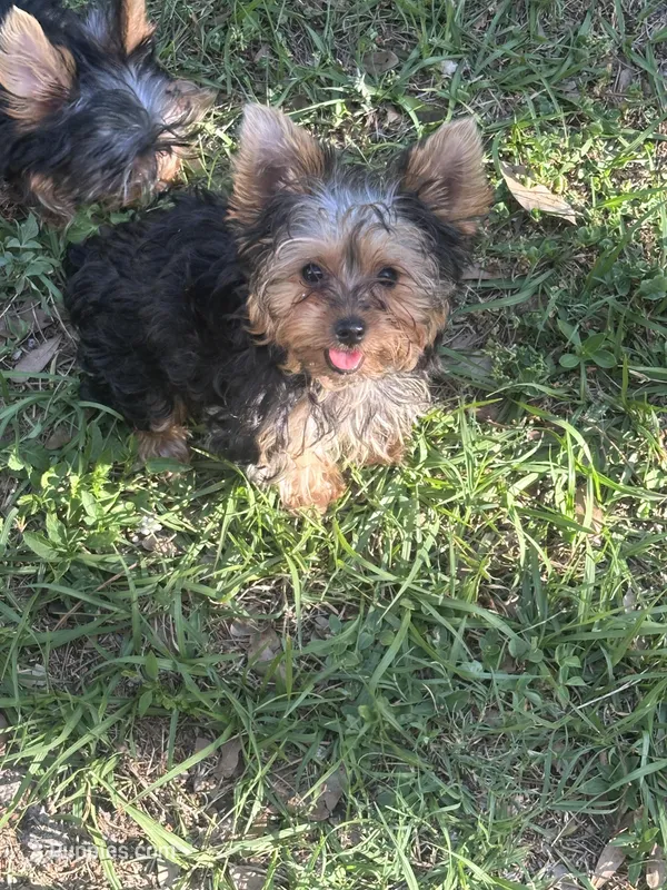Teeny teddy – Yorkshire Terrier puppy for sale in Orlando, FL