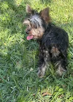 Teeny teddy, a female Yorkshire Terrier for sale in Orlando, FL – 8 of 10