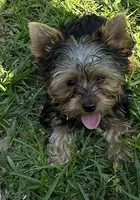 Teeny teddy, a female Yorkshire Terrier for sale in Orlando, FL – 5 of 10