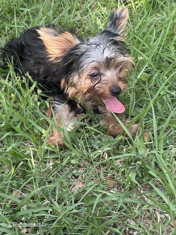 Teacup Teddy, a female Yorkshire Terrier for sale in Orlando, FL – 1 of 6