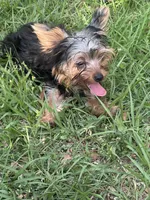 Teacup Teddy, a female Yorkshire Terrier for sale in Orlando, FL – 1 of 6