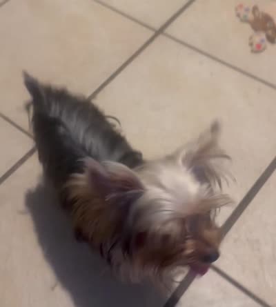 Teacup S, a female Yorkshire Terrier for sale in Orlando, FL – 10 of 10