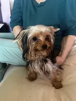 Yorkie Teacup Girl , a female Yorkshire Terrier for sale in Orlando, FL – 8 of 10