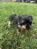 Jet yorkie, a female Yorkshire Terrier for sale in Orlando, FL – 3 of 10