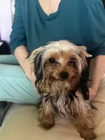 Yorkie Teacup Girl , a female Yorkshire Terrier for sale in Orlando, FL – 3 of 10
