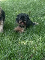Yorkiepoo jet small, a female Yorkipoo and Poodle - Toy  for sale in Orlando, FL – 6 of 10