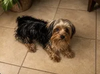 Teacup Cali, a female Yorkshire Terrier for sale in Orlando, FL – 3 of 7