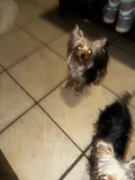 Teacup S, a female Yorkshire Terrier for sale in Orlando, FL – 7 of 10