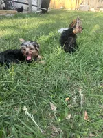 Teacup Teddy, a female Yorkshire Terrier for sale in Orlando, FL – 3 of 6