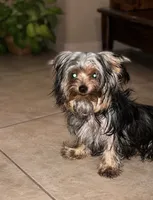 Teacup Cali, a female Yorkshire Terrier for sale in Orlando, FL – 4 of 7