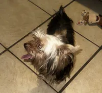 Teacup S, a female Yorkshire Terrier for sale in Orlando, FL – 3 of 10