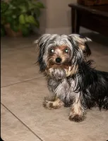 Cali , a female Yorkshire Terrier for sale in Orlando, FL – 3 of 6