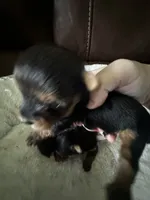 Bella 1 , a female Yorkshire Terrier for sale in Orlando, FL – 2 of 7
