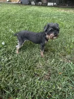 Jet yorkie, a female Yorkshire Terrier for sale in Orlando, FL – 6 of 10