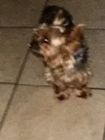 Teacup Cali, a female Yorkshire Terrier for sale in Orlando, FL – 6 of 7