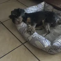 Jet, a female Yorkipoo for sale in Orlando, FL – Photo 9 of 10