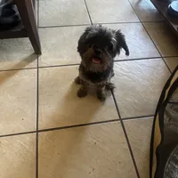 Jet, a female Yorkipoo for sale in Orlando, FL – Photo 3 of 10