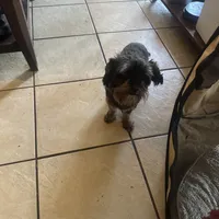 Jet, a female Yorkipoo for sale in Orlando, FL – Photo 6 of 10