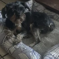 Jet, a female Yorkipoo for sale in Orlando, FL – Photo 8 of 10