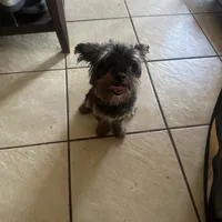 Jet, a female Yorkipoo for sale in Orlando, FL – Photo 1 of 10