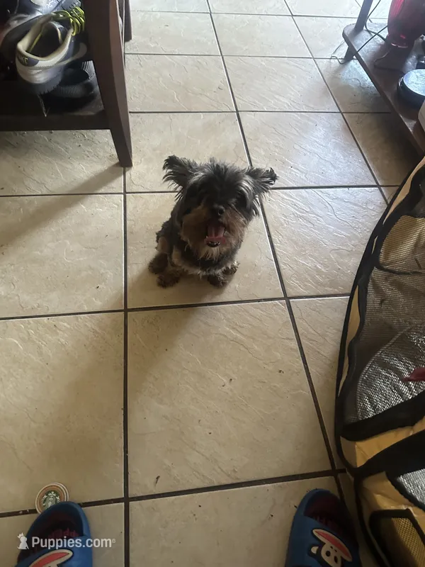 Jet Yorkiepoo – Yorkipoo puppy for sale in Orlando, FL