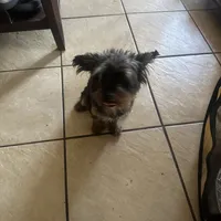 Jet, a female Yorkipoo for sale in Orlando, FL – Photo 2 of 10