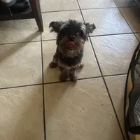 Jet, a female Yorkipoo for sale in Orlando, FL – Photo 7 of 10