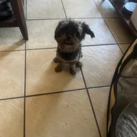 Jet, a female Yorkipoo for sale in Orlando, FL – Photo 4 of 10