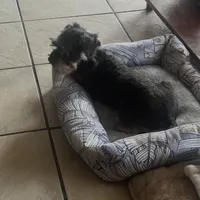 Jet, a female Yorkipoo for sale in Orlando, FL – Photo 10 of 10