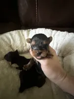 Bella 1 , a female Yorkshire Terrier for sale in Orlando, FL – 5 of 7