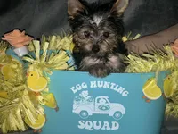 Cali, a male Yorkshire Terrier for sale in Orlando, FL – Photo 7 of 8