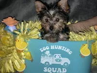 Cali, a male Yorkshire Terrier for sale in Orlando, FL – Photo 8 of 8