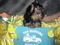 Cali, a male Yorkshire Terrier for sale in Orlando, FL – Photo 6 of 8