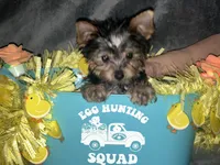 Cali, a male Yorkshire Terrier for sale in Orlando, FL – Photo 1 of 8