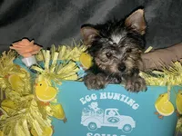 Cali, a male Yorkshire Terrier for sale in Orlando, FL – Photo 4 of 8