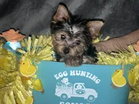 Cali, a male Yorkshire Terrier for sale in Orlando, FL – Photo 5 of 8