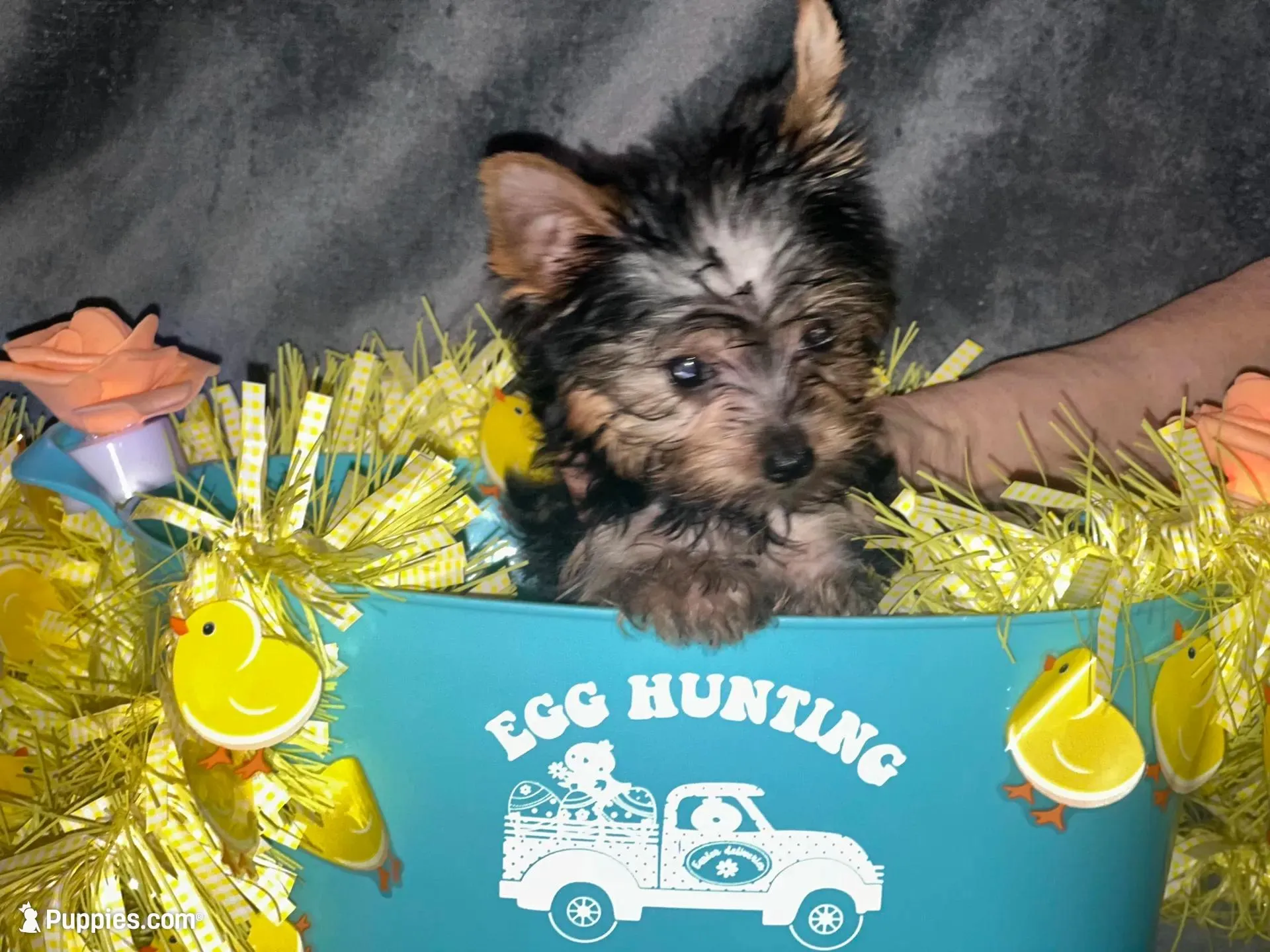 Cali, a male Yorkshire Terrier for sale in Orlando, FL – Photo 2 of 8